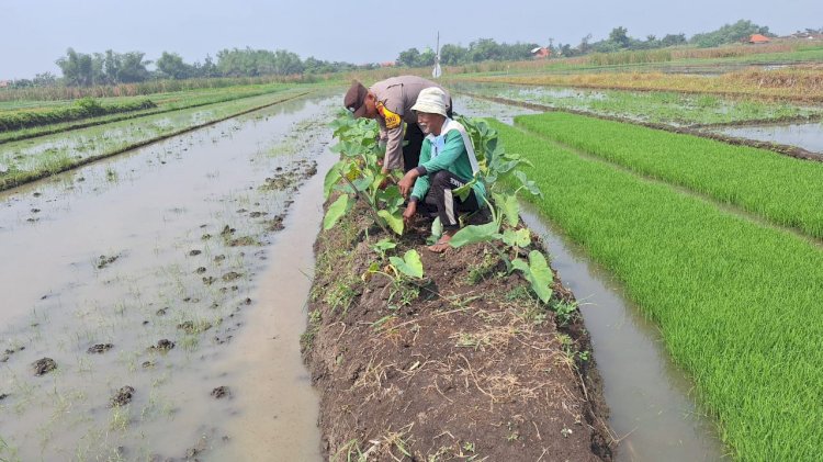 Polsek Tanggulangin Masifkan Sambang Desa, Dukung Ketahanan Pangan Lewat Program P2B