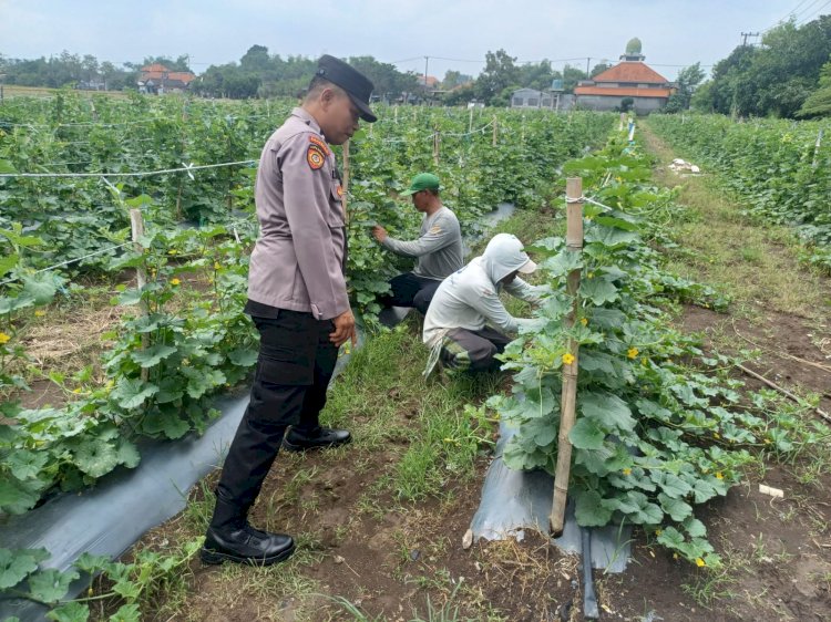 Bhabinkamtibmas Desa Permisan Tinjau Lahan Ketahanan Pangan Tanaman Sayuran