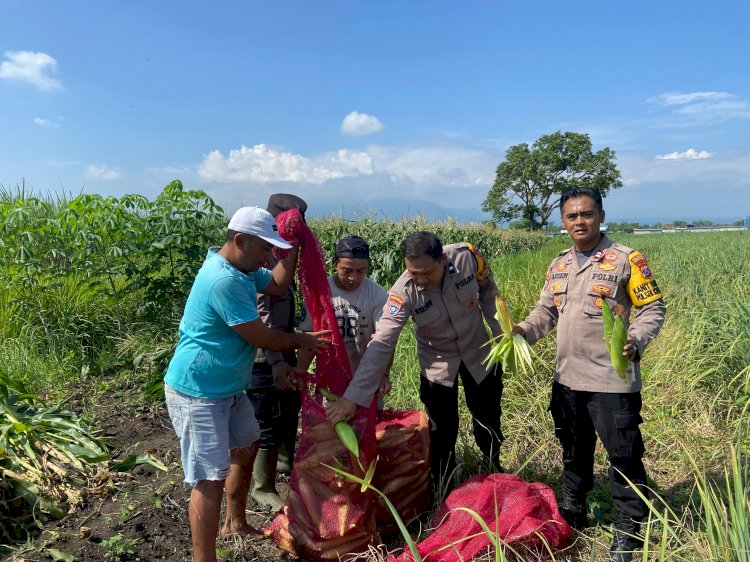 Panen Jagung di Desa Lemujut, Wujud Suksesnya Program Ketahanan Pangan