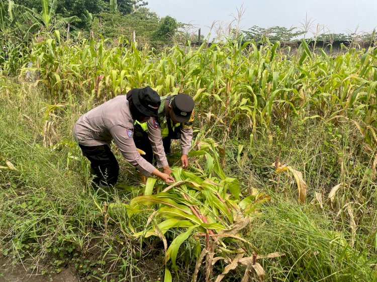 Polsek Gedangan Pacu Progres Lahan Ketahanan Pangan di Desa Semambung