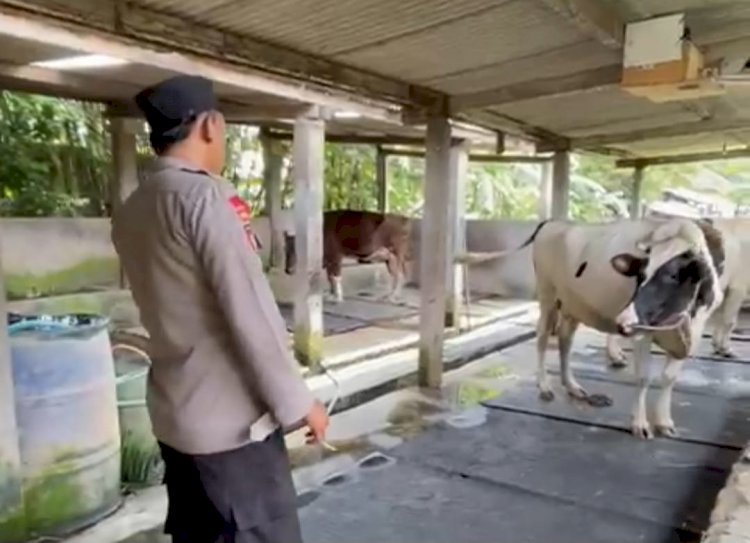 Polresta Sidoarjo | Bhabinkamtibmas Jemundo Tinjau Peternakan Sapi, Dorong Ketahanan Pangan Lewat Pola Pakan Bergizi