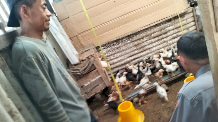 Kolaborasi Bhabinkamtibmas bersama Peternak Ayam Petelur Desa Jatikalang Krian, Langkah Strategis Perkuat Ketahanan Pangan