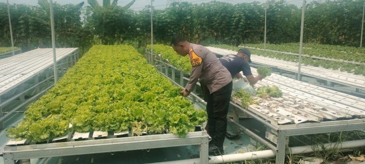 Upaya Swasembada Pangan Mandiri, Polisi Dampingi Petani Sayur Pasarkan Hasil Panen