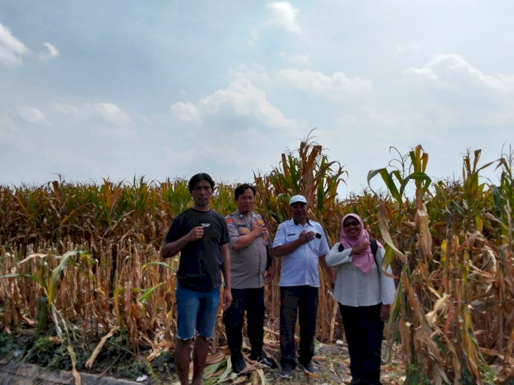 Kanit Binmas Polsek Prambon bersama Perangkat Desa Silaturahmi ke Petani Jagung, Dukung Ketahanan Pangan