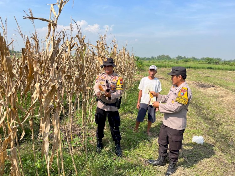 Polisi Apresiasi Panen Jagung di Lahan Ketahanan Pangan Krembung