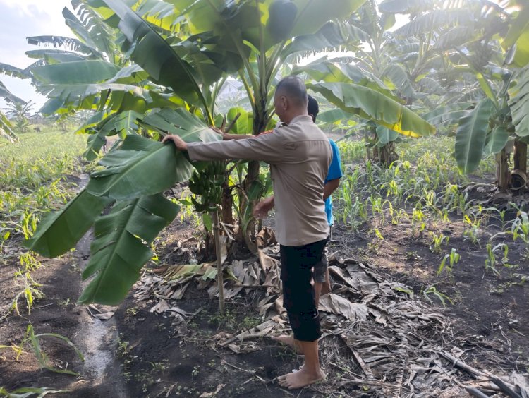 Dukung Ketahanan Pangan Nasional, Polsek Buduran dan Warga Cek Lahan Tanam Pisang di Desa Sukorejo