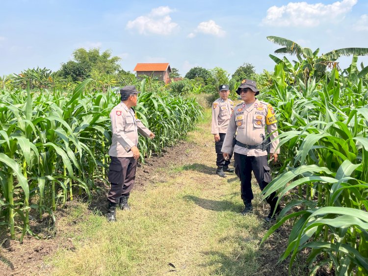 Kanit Binmas Polsek Krembung Tinjau Lahan Ketahanan Pangan di Desa Wonomlati