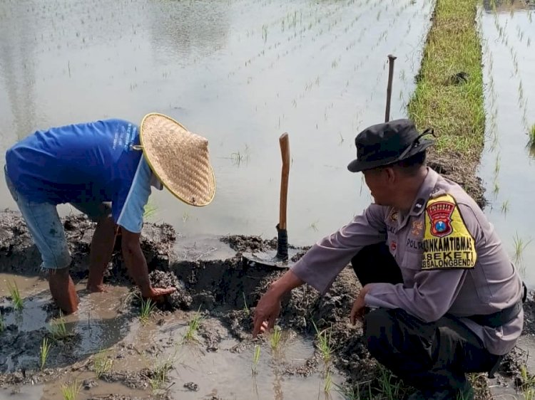 Polisi Cinta Petani di Balongbendo Kompak Cek Lahan Padi untuk Ketahanan Pangan Polresta Sidoarjo