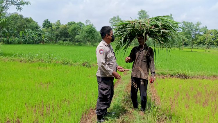 Polisi Cinta Petani Desa Wedoro di Lahan Ketahanan Pangan