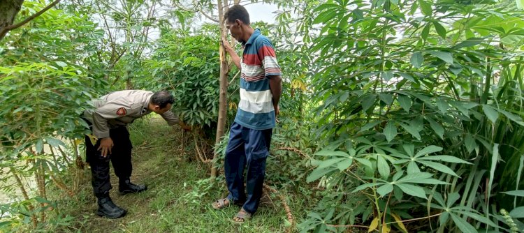 Bhabinkamtibmas Banjarwungu Polsek Tarik Bersama Warga Tinjau Perkembangan Tanaman Singkong di Lahan P2B