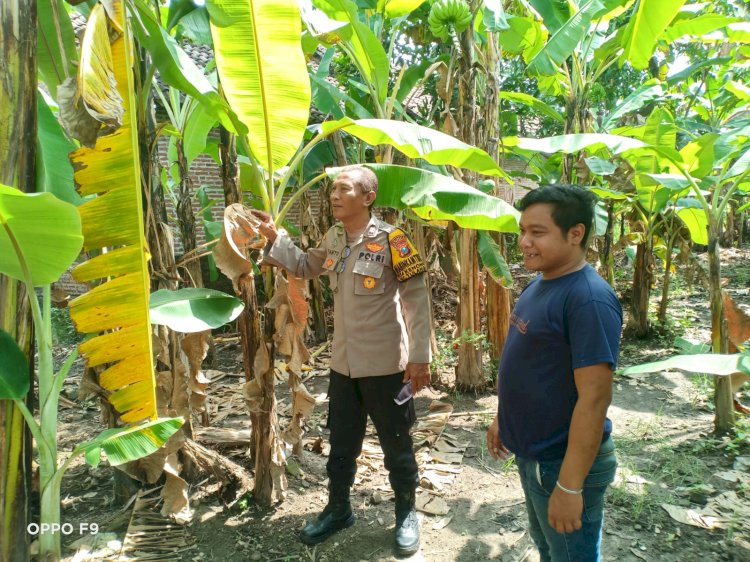 Bhabinkamtibmas Kenongo Motivasi Warga Kembangkan Lahan Pisang, Wujudkan Asta Cita Presiden Prabowo