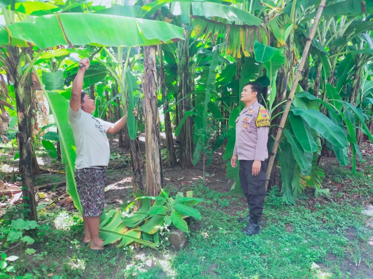 Bhabinkamtibmas Polsek Sukodono Tinjau Ketahanan Pangan di Kebun Pisang Ambon