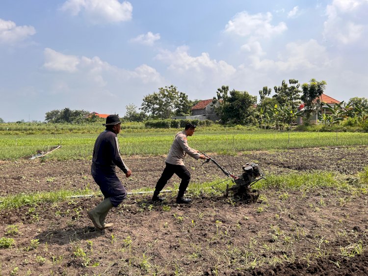 Kanit Binmas Dampingi Petani Garap Lahan Sawi untuk Ketahanan Pangan