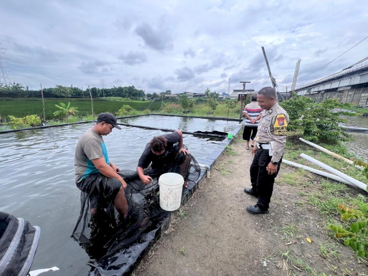 Polsek Wonoayu Apresiasi Budidaya Ikan Mujair Dukung Ketahanan Pangan