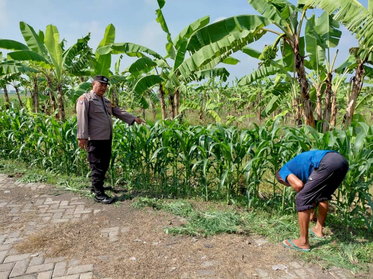 Polsek Tulangan Dampingi Warga Upayakan Hasil Optimal pada Tanaman Jagung