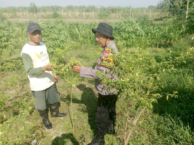 Dukung Program Asta Cita, Polsek Balongbendo Bina Warga Tanam Lombok di Pekarangan Desa