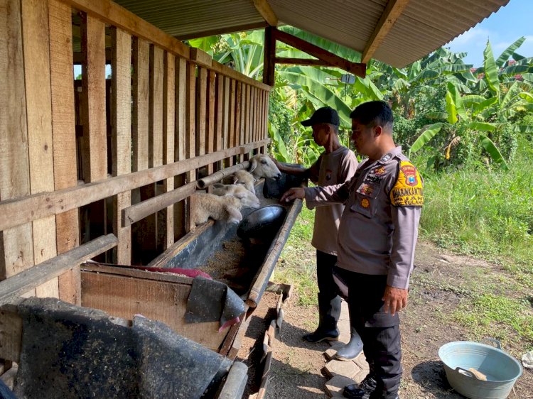 Anggota Polsek Tulangan Pantau Peternakan Kambing untuk Ketahanan Pangan Bergizi