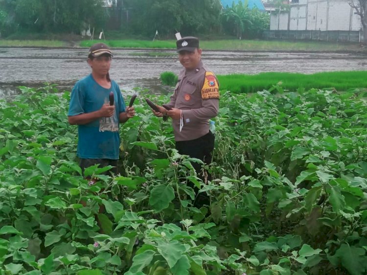 Bhabinkamtibmas Desa Sidokepung Dampingi Petani Terong Demi Ketahanan Pangan