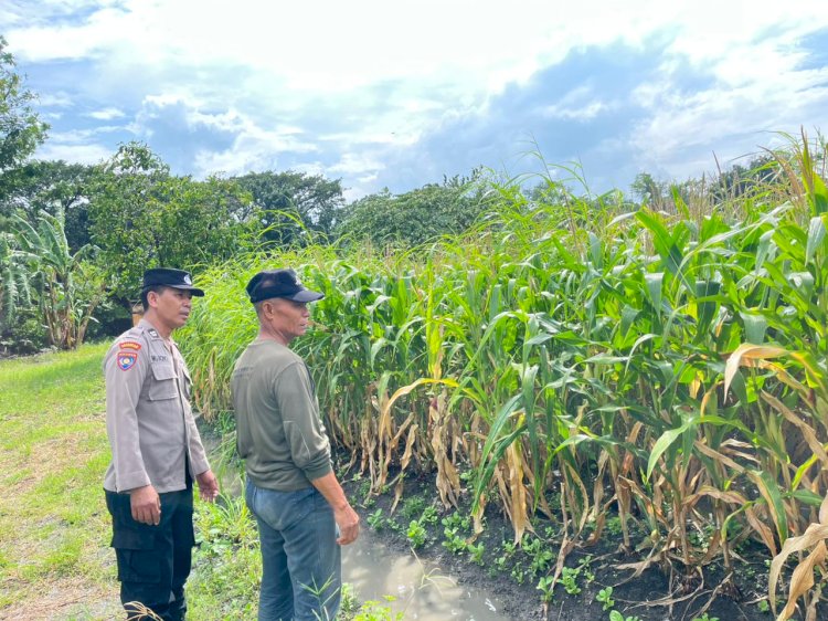 Bhabinkamtibmas Polsek Taman Cek Lahan Jagung dan Berdialog dengan Warga