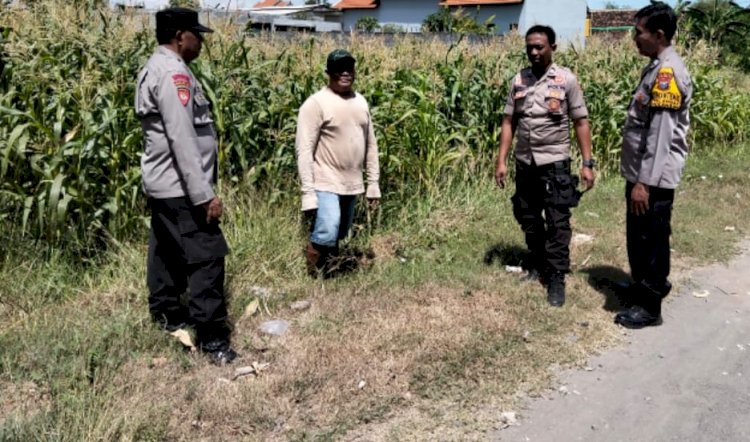 Polsek Tulangan Tinjau Lahan Jagung di Desa Kajeksan, Dukung Swasembada Pangan