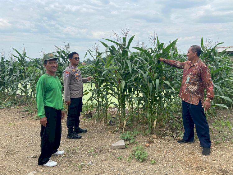Polresta Sidoarjo Optimalkan Swasembada Pangan, Dampingi Petani Jagung di Krembung