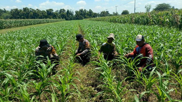 Polresta Sidoarjo Dorong Swasembada Pangan, Pantau Perkembangan Tanaman Jagung di Balongbendo