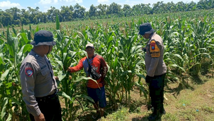 Dukung Ketahanan Pangan, Polsek Balongbendo bersama Petani Optimalkan Tanaman Jagung