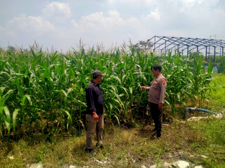 Polresta Sidoarjo Dorong Swasembada Pangan, Bhabinkamtibmas Turun Langsung Cek Lahan Jagung Petani