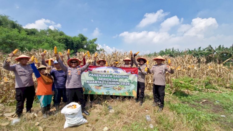Panen Jagung, Polsek Balongbendo Dukung Ketahanan Pangan di Sidoarjo